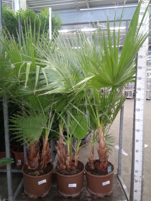 <h4>Washingtonia robusta</h4>