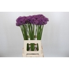 Allium Gladiator