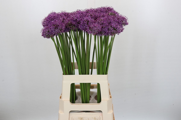 <h4>Allium Gladiator</h4>