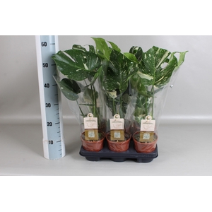 MONSTERA DEL THAI CO