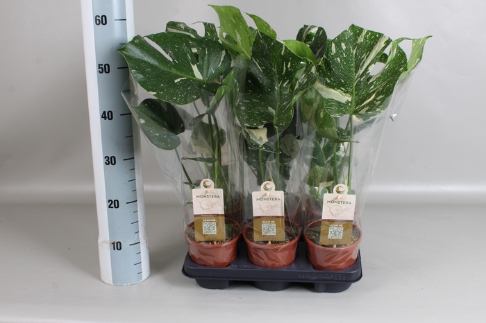 <h4>MONSTERA DEL THAI CO</h4>