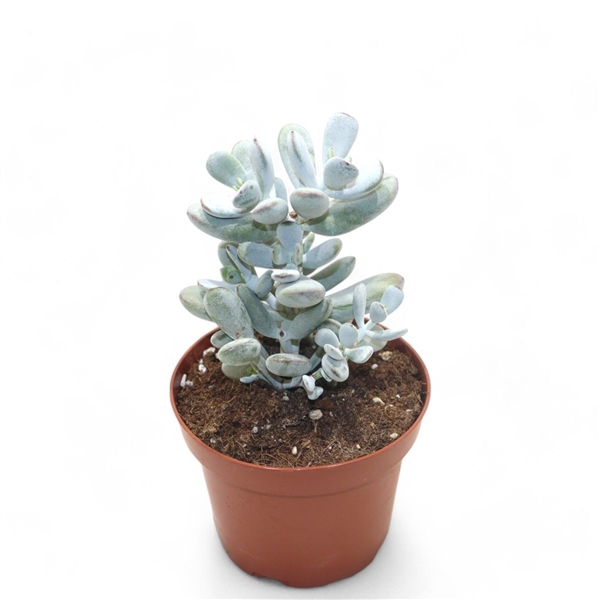 <h4>Cotyledon Orbiculata "Higginsiae"</h4>