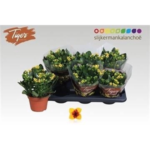 KAL EN TIGER YELLOW