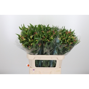 Alstroemeria Pink Paradiso 60 Gram