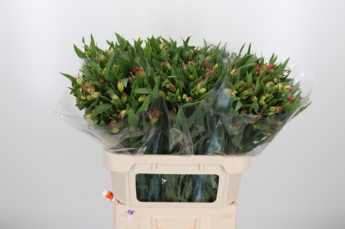 <h4>Alstroemeria Pink Paradiso 60 Gram</h4>