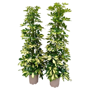 Schefflera arbor. 'Dalton'