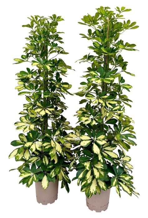 <h4>Schefflera arbor. 'Dalton'</h4>