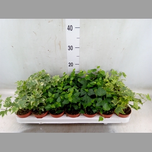 Hedera   ...mix