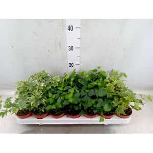 Hedera   ...mix