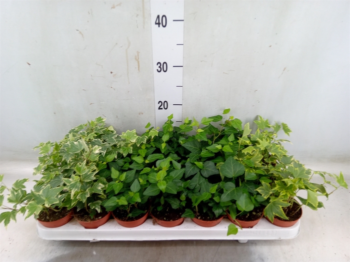 <h4>Hedera   ...mix</h4>