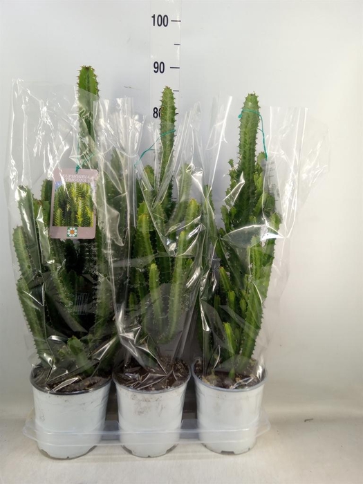 <h4>Euphorbia trigona</h4>