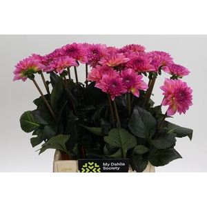 Dahlia Esli