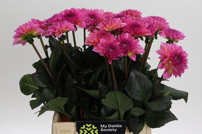 <h4>Dahlia Esli</h4>