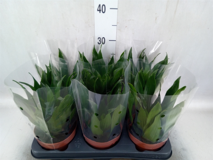 <h4>Dracaena frag. 'Compacta'</h4>