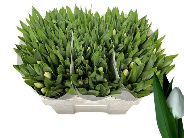 <h4>TU EN ROYAL VIRGIN</h4>