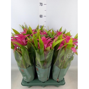Guzmania  'Deseo Pink'