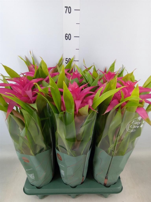 <h4>Guzmania  'Deseo Pink'</h4>