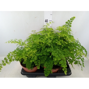 Adiantum raddi. 'Fragrans'