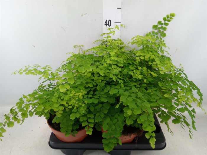 <h4>Adiantum raddi. 'Fragrans'</h4>