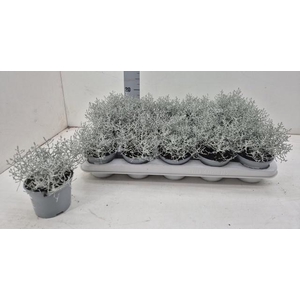 LEUCOPH BROWNII