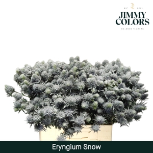 Eryngium (distel) L60 Snow