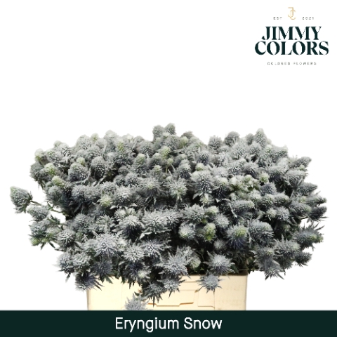 <h4>Eryngium (distel) L60 Snow</h4>