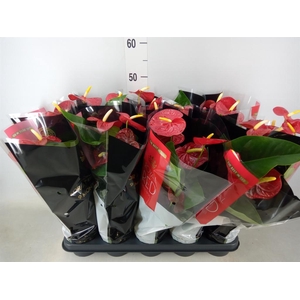 Anthurium andr. 'Royal Champion'