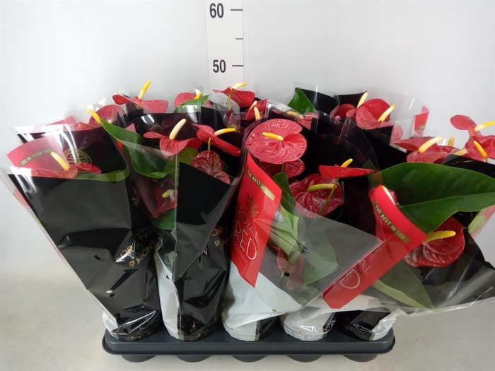 <h4>Anthurium andr. 'Royal Champion'</h4>