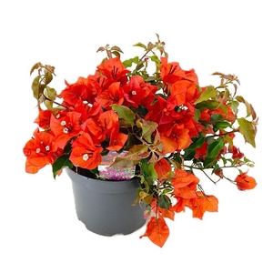 Bougainvillea new orange