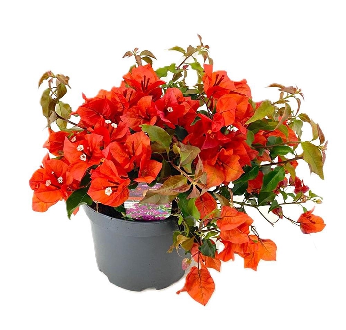 <h4>Bougainvillea new orange</h4>