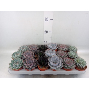 Echeveria   ...mix