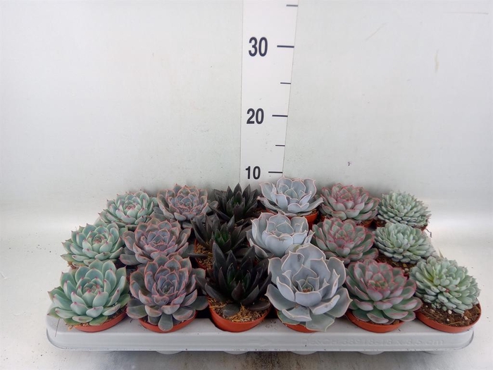 <h4>Echeveria   ...mix</h4>