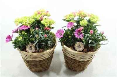 <h4>8048 Roze Mand Hoog Bt</h4>