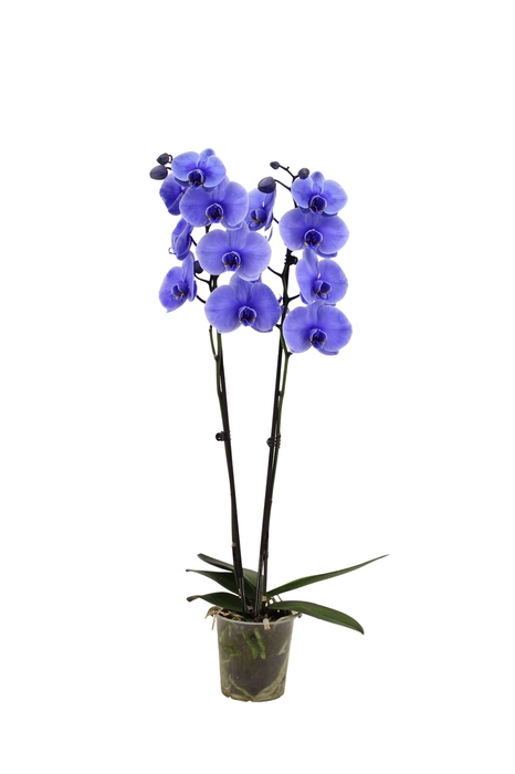 <h4>Phal I Am Purple 2T18+ Lang</h4>