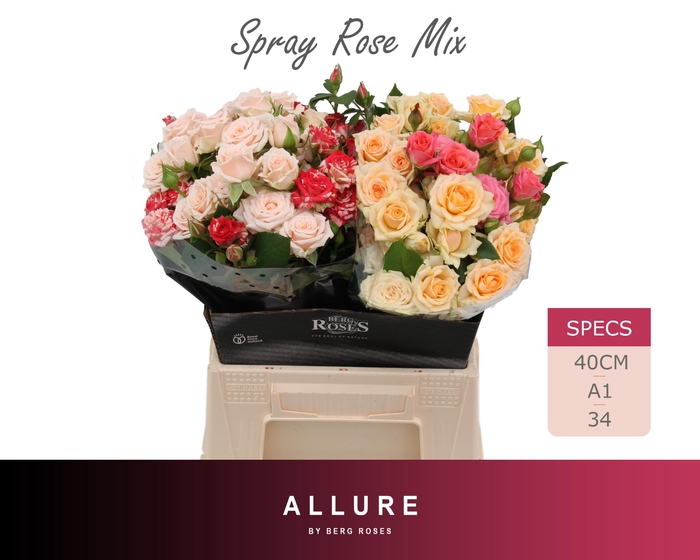 <h4>R TR OV ALLURE 40 cm</h4>