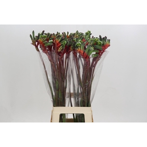 Kangaroofeeth Royal Cheer