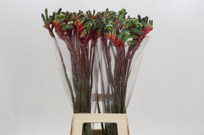 <h4>Anigozanthos Royal Cheer</h4>