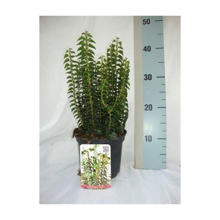 <h4>Hedera helix 'Erecta'</h4>