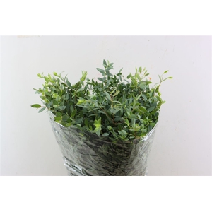 Euca Parvifolia 400gr P Bunch