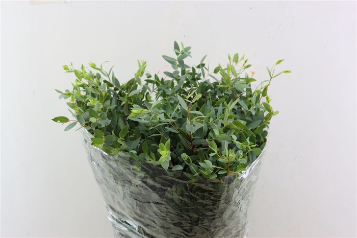 <h4>Euca Parvifolia 400gr P Bunch</h4>