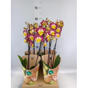 Phalaenopsis   ...yellow