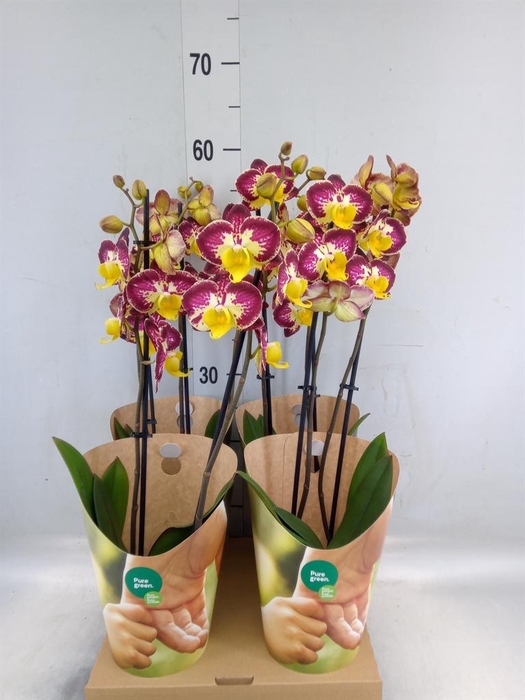 <h4>Phalaenopsis   ...yellow</h4>