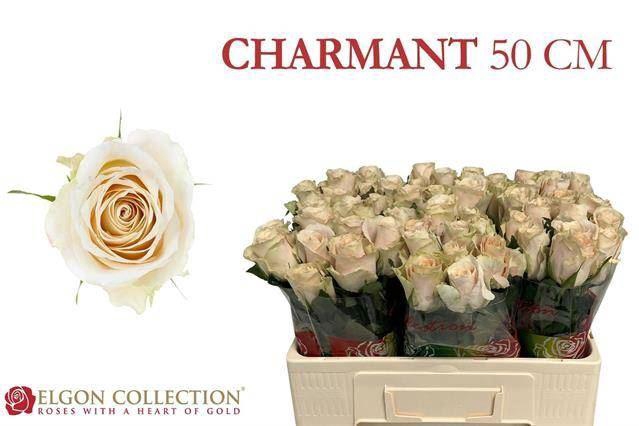 <h4>RS GR CHARMANT</h4>