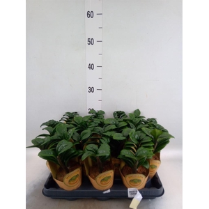 Zamioculcas zamiifolia 'Zenzi'
