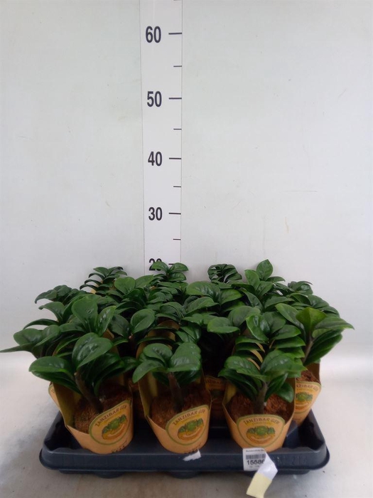 <h4>Zamioculcas zamiifolia 'Zenzi'</h4>
