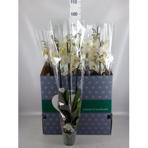 Phalaenopsis   ...white