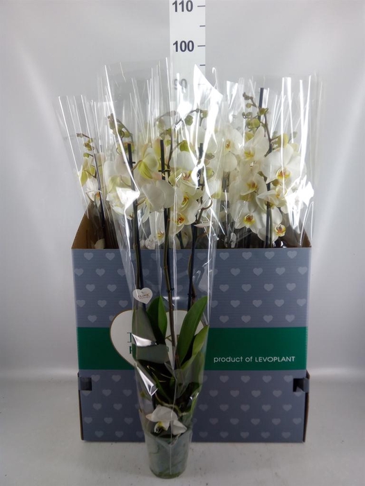 <h4>Phalaenopsis   ...white</h4>