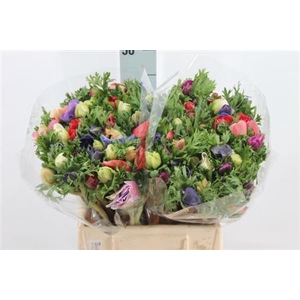 Anemone Mistral Gemengd