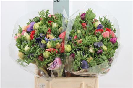 <h4>Anemone Mistral Gemengd</h4>