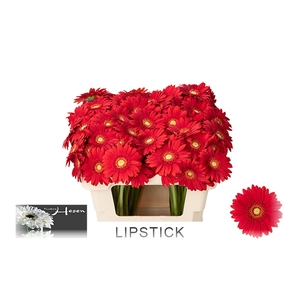 GE MI LIPSTICK